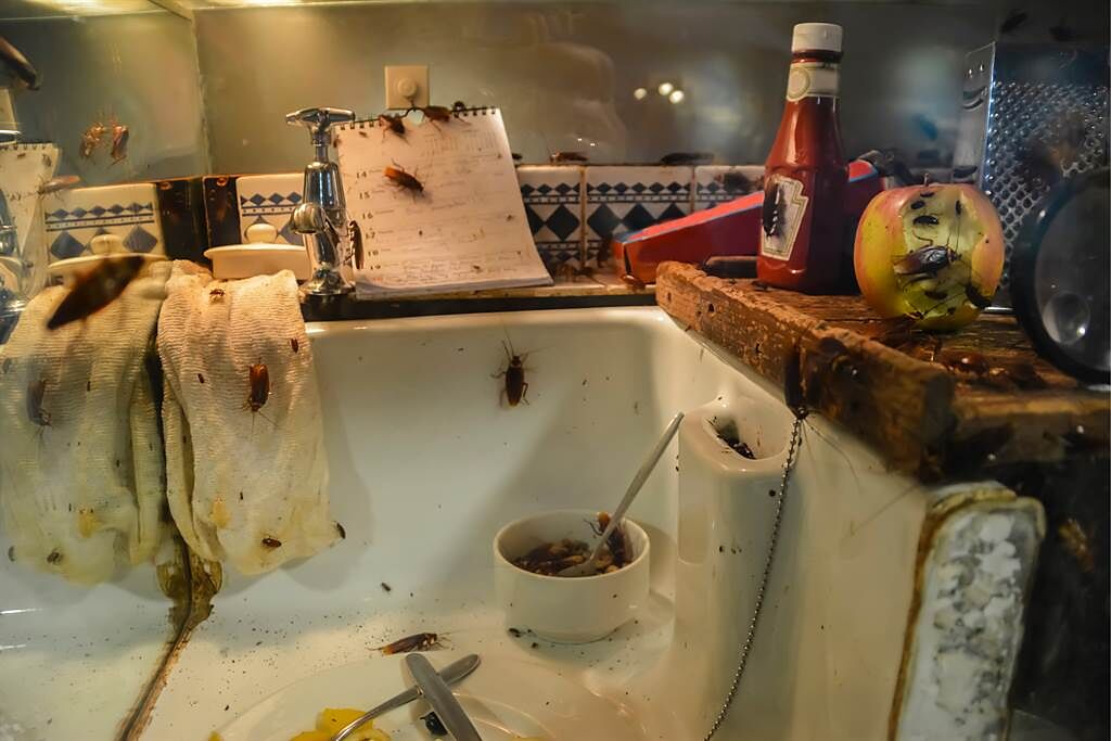 女屋主在廚房發現蟑螂，隨後便噴灑殺蟲劑，沒想到竟跑出上百隻，讓全家人都看傻。(示意圖/達志影像)