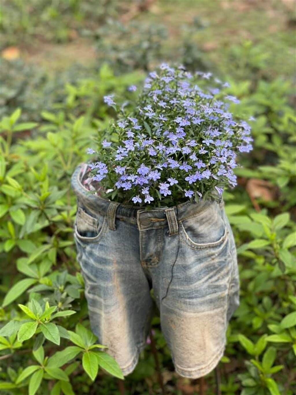 大安森林公園本月的裝置藝術使用褲子作花盆，襯托出美麗的花朵。（圖／Stella莊提供）