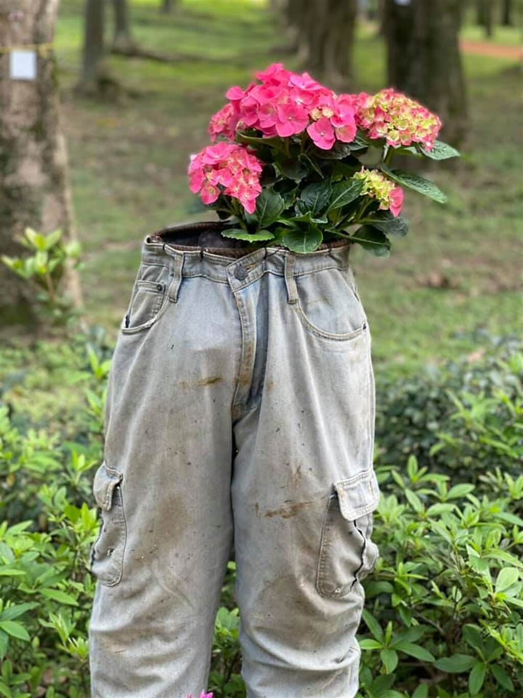 大安森林公園裝置藝術褲子充當花盆。（圖／Stella莊提供）