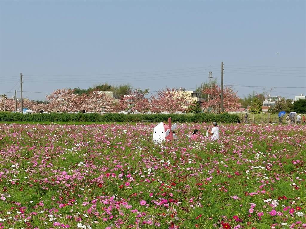配合花旗木花季，金砂里社區民眾於附近農田種植花海。（劉秀芬攝）