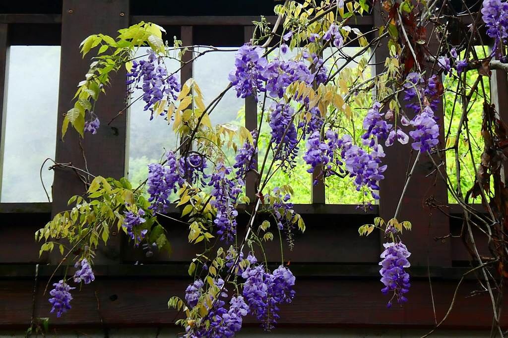 奧萬大森林遊樂區，紫藤花正盛開。（南投林管處提供／廖志晃南投傳真）