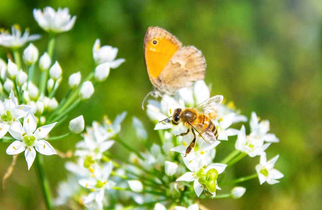 當看到蜜蜂、燕子築巢或蝴蝶造訪等有趣跡象，就代表將會轉運發大財，日後千萬別錯過這些驚喜發現！（圖／Shutterstock）
