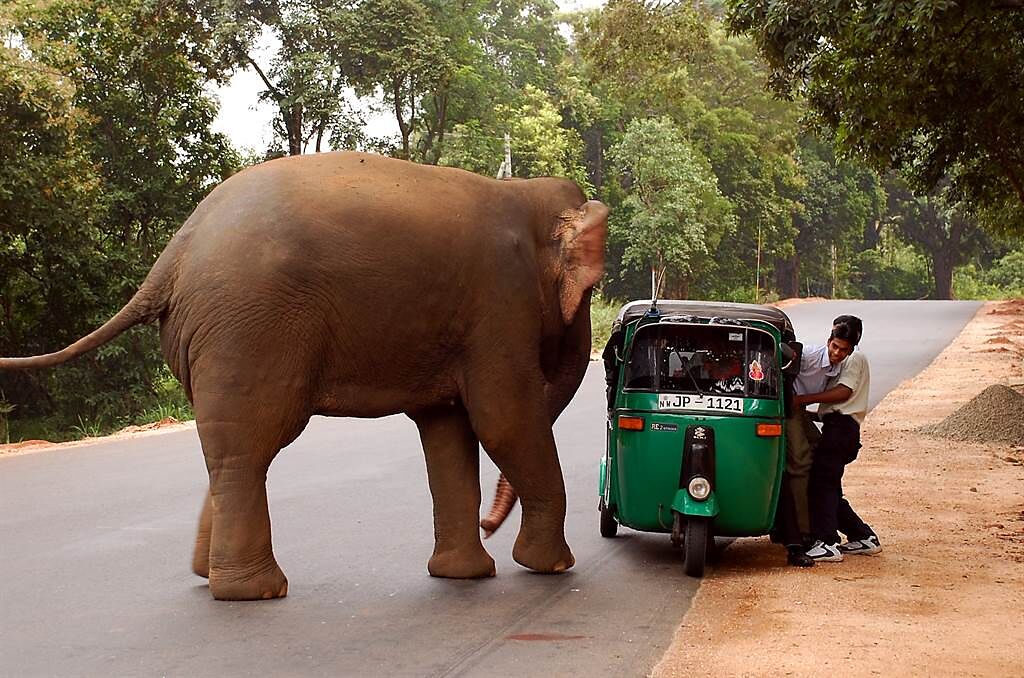 印度日前發生一起大象失控攻擊村莊的驚悚事件。(示意圖／達志影像)