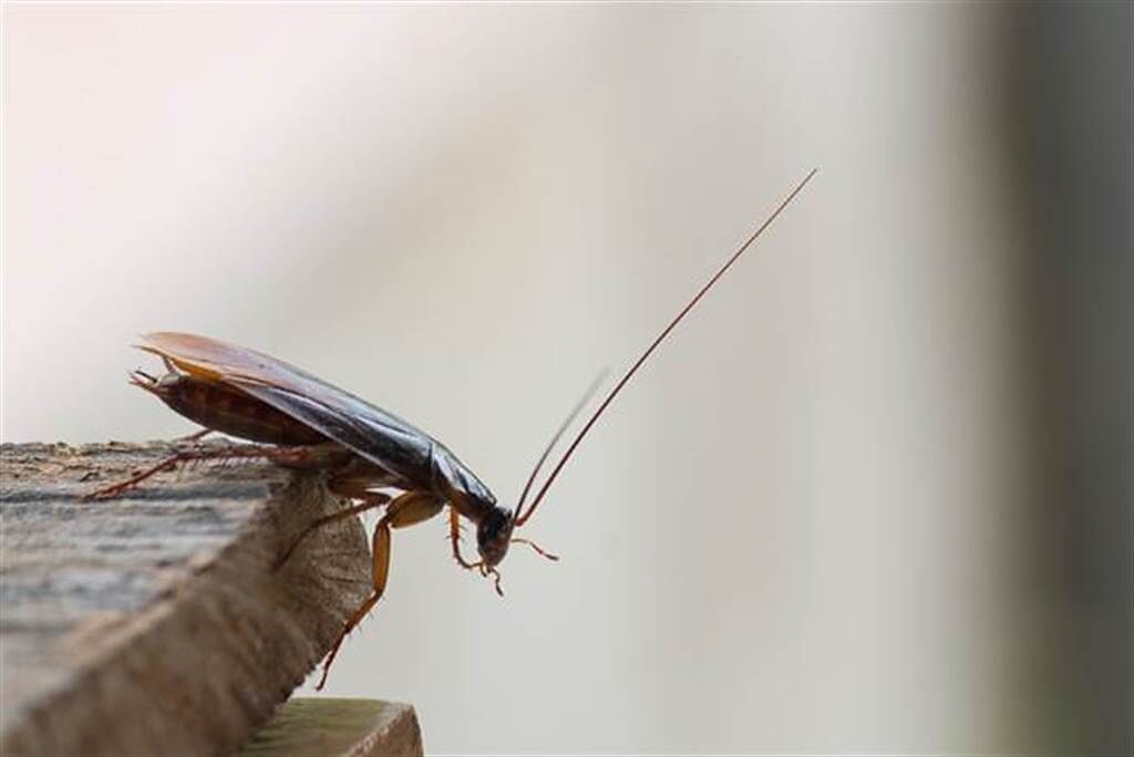 蟑螂生命力頑強，在地球已有5000萬年進化史。(示意圖／達志影像)
