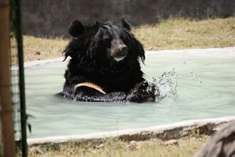 黑熊見熱浴池伸掌試水溫 溜進度假屋爽泡湯表情萌翻