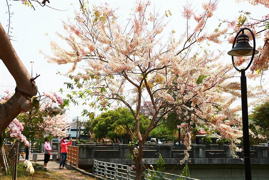 清明連假賞櫻不是夢，潮州鎮民治溪畔綿延700公尺的「平地櫻花」正盛開，粉紅花海美不勝收。（謝佳潾攝）