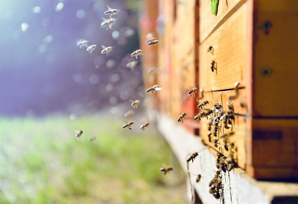 春天出外掃墓或踏青，常見6個動作恐惹怒蜂群攻擊，醫師提醒遇蜂螫時第一時間自救法。(示意圖/Shutterstock)
