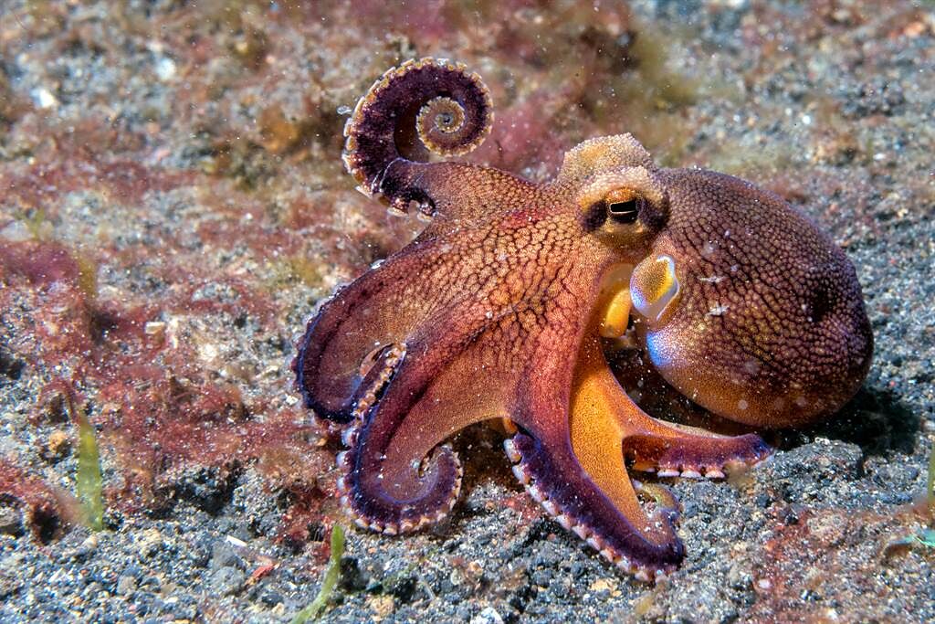 地質學家發現海面上出現異物，原以為是刺魟的尾巴，但仔細一看才發現，竟是一隻生氣的章魚。(示意圖/達志影像)