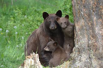 4幼崽被叼一隻跑一隻 熊媽纏鬥20分鐘 耐心舉動網佩服