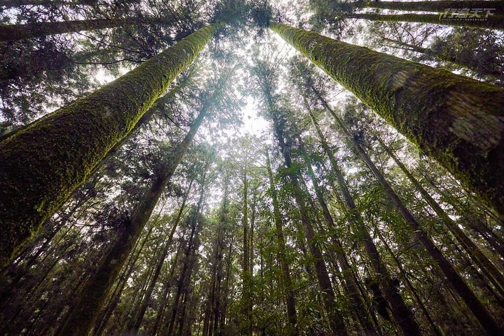 走入森林，仰望神木，更讓人感覺到自己的渺小。(圖／行遍天下提供)
