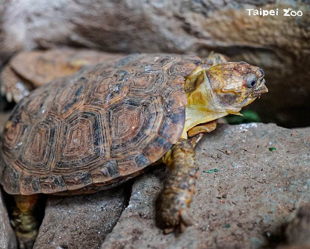 餅乾龜外型與普通陸龜不同，牠們的龜殼呈現扁平狀，經常塞在石縫中躲避掠食者。(圖/臺北市立動物園提供)