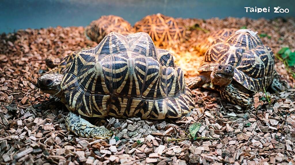 印度星龜擁有渾圓高聳的外型，是普通常見的陸龜外型，幫助牠們翻倒時較容易以側身翻正。(圖/臺北市立動物園提供)