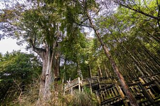 這裡神木都是古人名　亞洲最大檜木保育林來場森呼吸