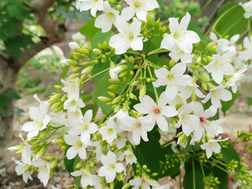 近幾年楠西梅嶺桐花季已打開知名度，不少遊客前往賞花拍照。（劉秀芬攝）