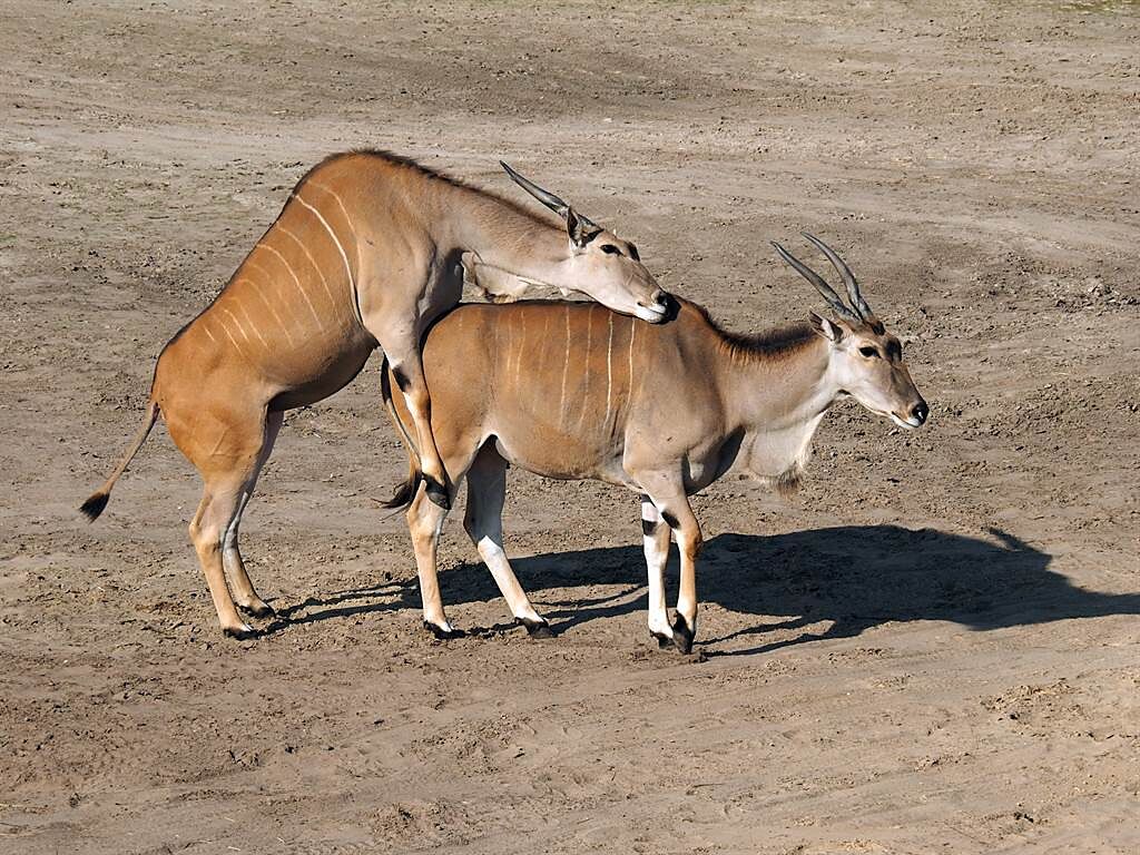 布里斯托動物園近日找來節目組宣傳，沒想到直播過程中，羚羊在鏡頭前失控啪啪啪，讓女主人非常尷尬。(示意圖/達志影像)