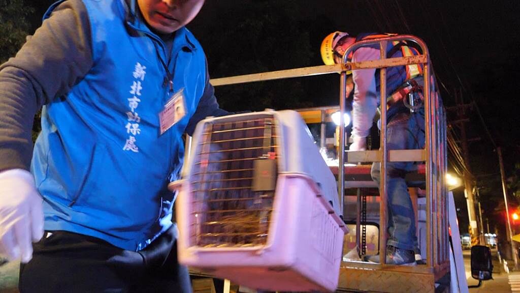  維修人員小心冀冀地把鳥巢連同鳥蛋移至箱子內，交由動保處帶回處理。。（新北市交通局提供）