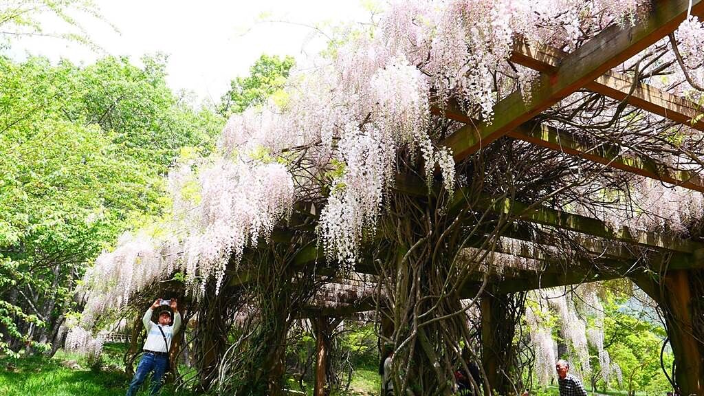 武陵農場白藤花盛開，一串串花朵迎風搖曳，遊客可享受獨特的白色浪漫。（武陵農場提供／陳淑娥台中傳真）