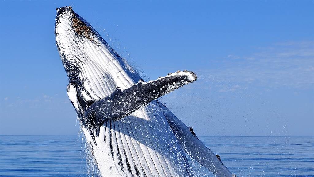 一名南非男子日前前往外海賞鯨時，船隻意外遭到鯨魚撞擊，使他跌入海中差點被鯨吞。圖片為示意圖。（圖／shutterstock）