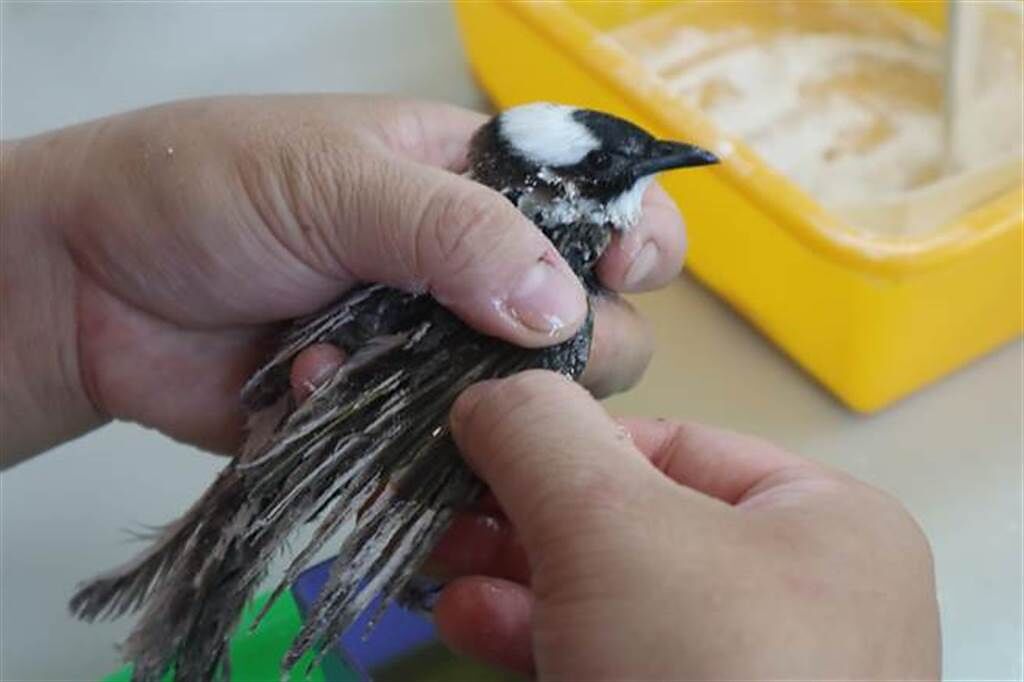 為了掌控小鳥，通常會將飛翔羽毛修剪短。(示意圖/本報資料照)