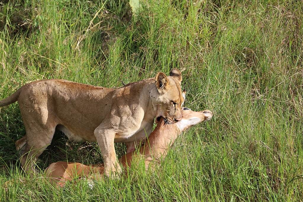 遊客至野生動物園坐吉普車參觀，期間目擊獅子獵食過程，嚇得他們完全不敢亂動。(示意圖/達志影像)