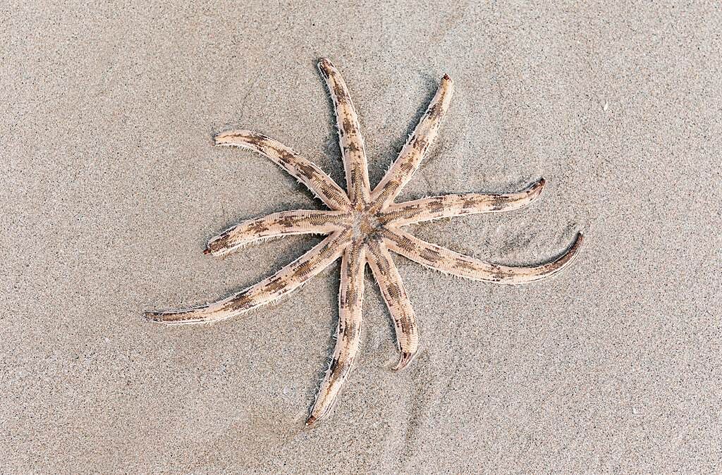 澳洲母女日前到沙灘散步，意外發現一隻長有八隻觸手的詭異生物。(示意圖/達志影像)