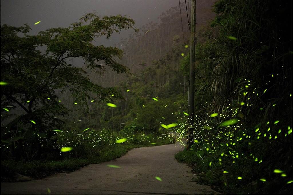 受到乾旱影響，螢火蟲出現的數量減少，但楠西伍龍步道上方「出水仔」一帶，螢況依舊極佳。（台南市政府提供／張毓翎台南傳真）
