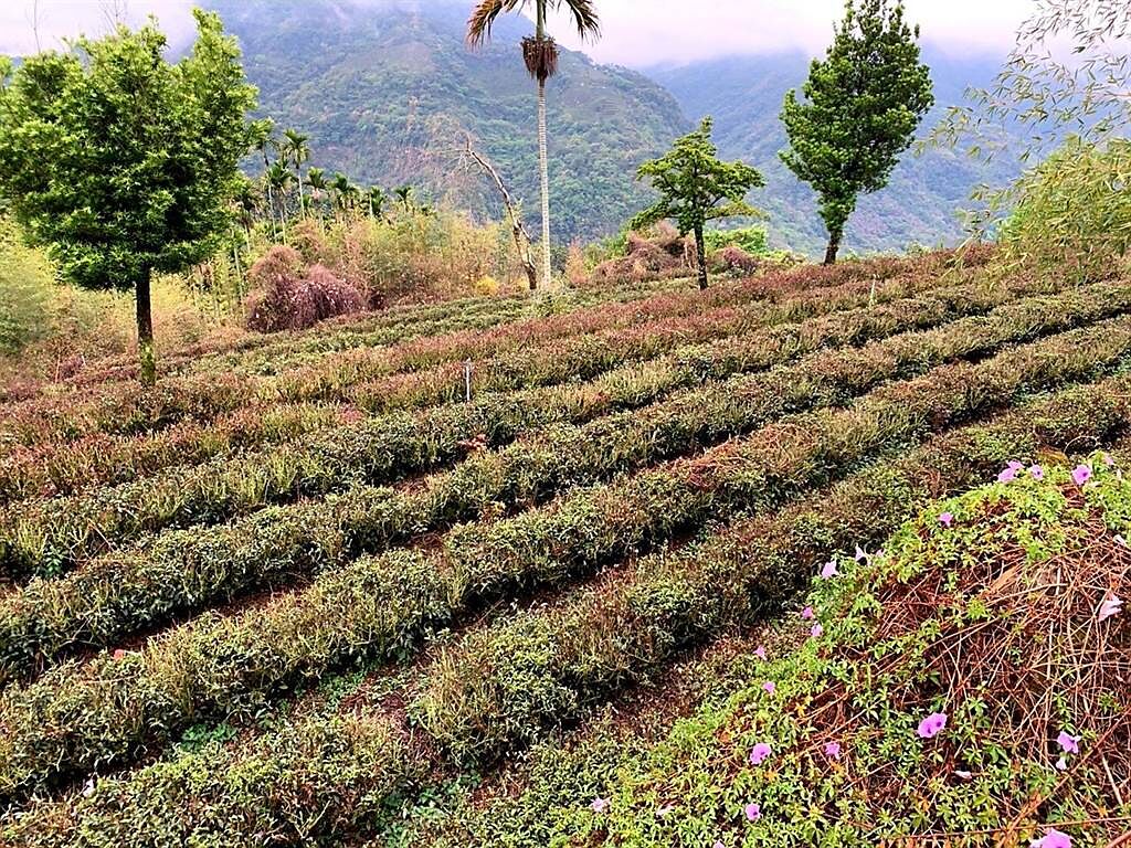 雲林縣有300公頃茶園，占全縣７成５受旱災衝擊，茶樹枯乾。（周麗蘭攝）