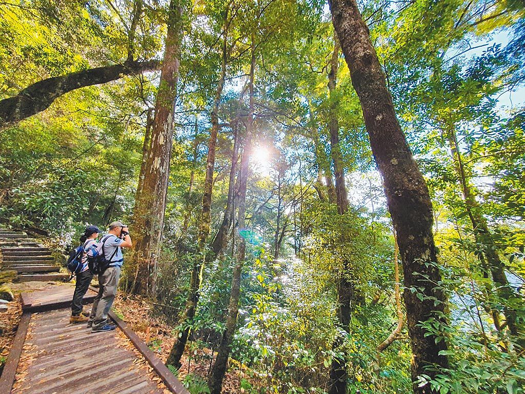 雄獅旅遊獨家安排日間「森林療癒」體驗活動，由專業山林導覽員帶領，在森林中展開療癒之旅。（雄獅旅遊提供）