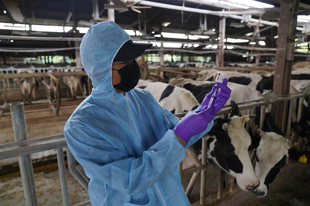 新竹市政府16日上午針對全市4家牛場共496隻牛注射疫苗，預計今晚可完成所有牛隻的疫苗施打。（陳育賢攝）
