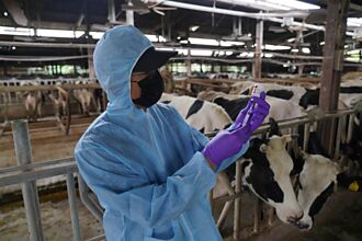 竹市16日針對全市4牛場共496隻牛施打疫苗 今晚完成