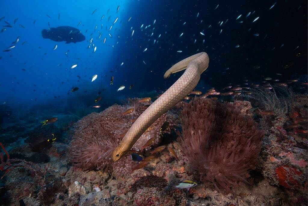 一名攝影師先前至澳洲大堡礁旅遊，期間看到一隻海蛇衝出海面，讓她驚呼非常罕見。(示意圖/達志影像)