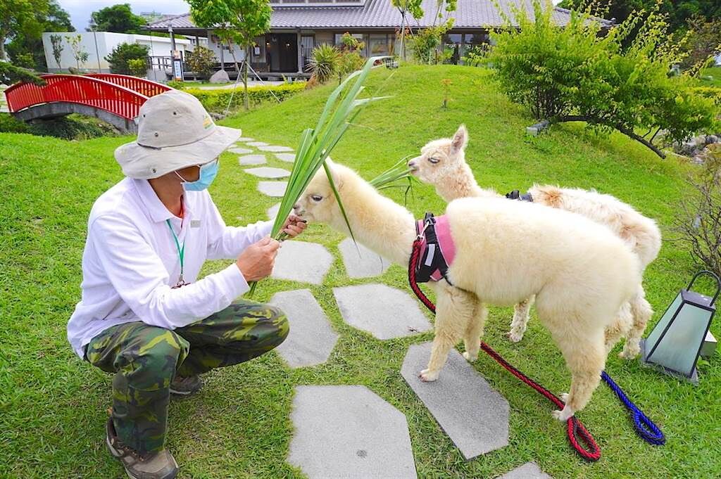 羊駝「可可」與「露露」每日2個時段將在園內散步，遊客還能體驗餵食之趣。（何書青攝）