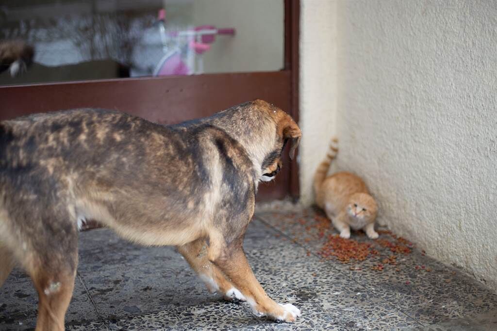 土耳其一隻流浪小貓被3隻大狗圍攻，貓媽媽見狀立刻衝上前保護孩子。(示意圖/達志影像)