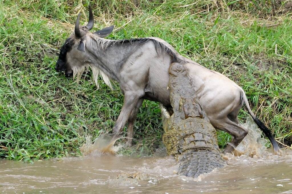 牛羚渡河時遭埋伏的巨鱷攻擊，險被拖下水，下秒竟爆發驚人能量，成功死裡逃生。(示意圖/達志影像)