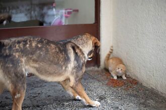 小貓被3大狗圍攻逼退牆角 生死關頭貓媽暴衝神救援