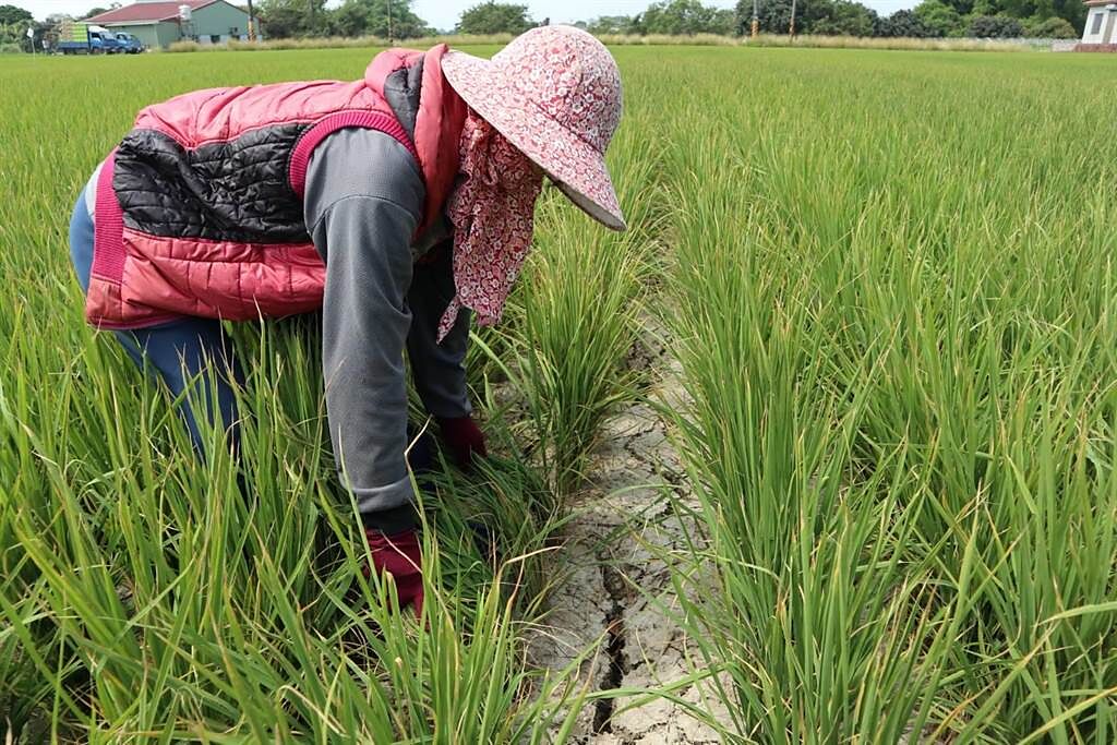 台南市白河區馬稠後里種稻數十年的農民，指過去稻田未曾出現這麼嚴重的龜裂。（張毓翎攝）