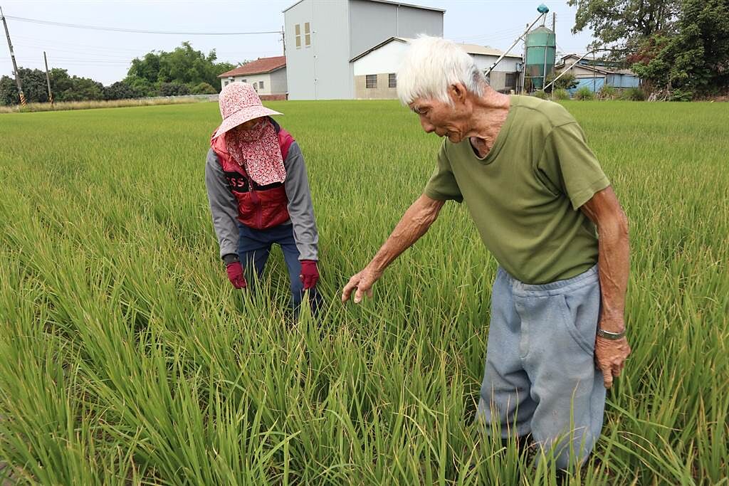 86歲魏姓農民（右）指著發黃的稻葉，哭訴「這些可能都沒有辦法收成了」。（張毓翎攝）