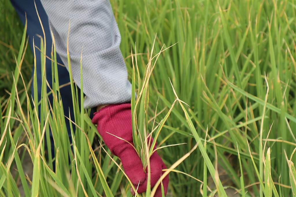 台南市白河區馬稠後里多處稻田因缺水，稻葉發黃枯死。（張毓翎攝）
