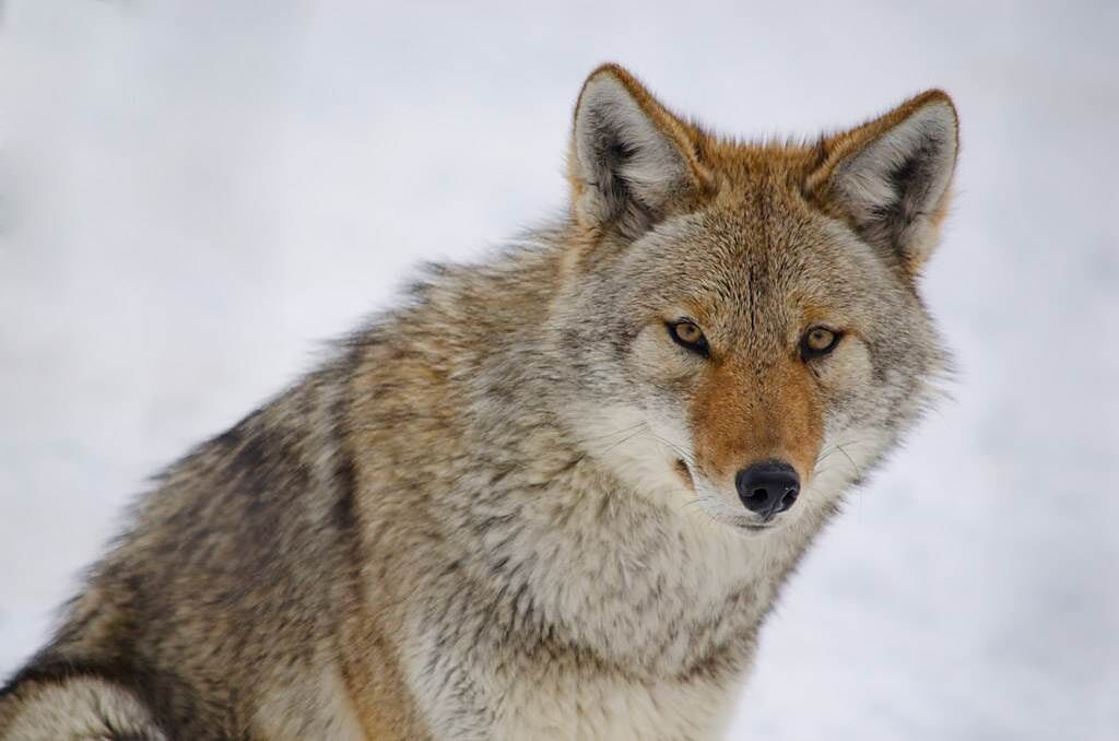 野生動物組織，日前公布全球第一支以野狼的第一視角，紀錄孤狼在大自然生活的影片。（示意圖／達志影像）