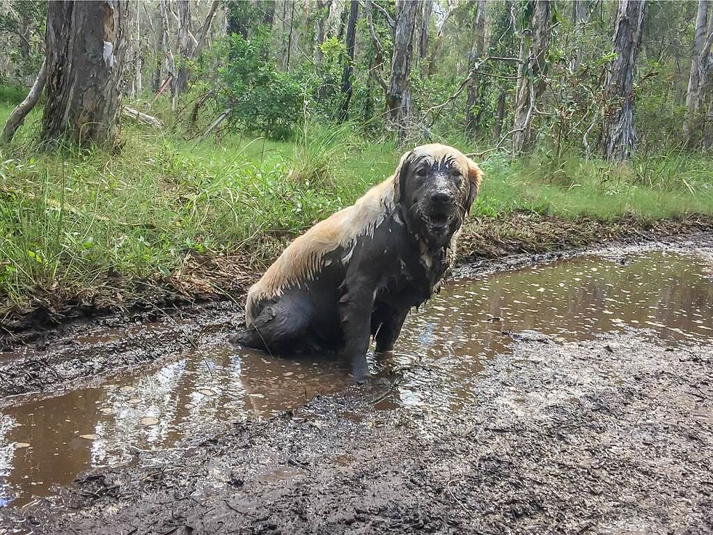 德州收容所員工在路邊發現一隻流浪狗，全身都是泥巴，看起來像是一尊雕像。(示意圖/達志影像)