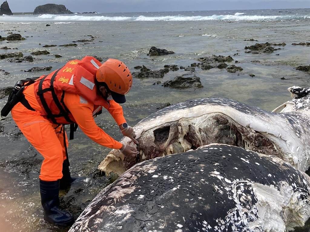 台東縣綠島鄉發現22日發現1隻死亡鯨豚。（台東海巡提供／蔡旻妤台東傳真）