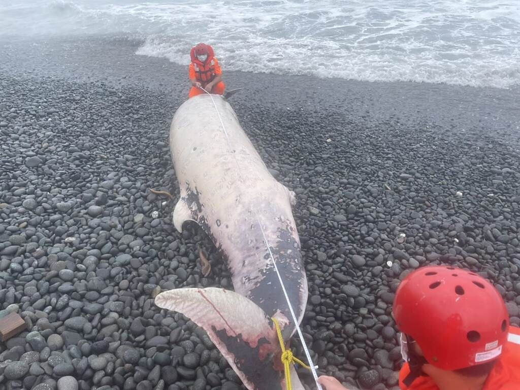 台東縣東河鄉都蘭海域附近發現22日發現1隻死亡鯨豚。（台東海巡提供／蔡旻妤台東傳真）