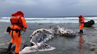 綠島抹香鯨、都蘭柏氏中喙鯨擱淺死亡 海巡獲報協助處置