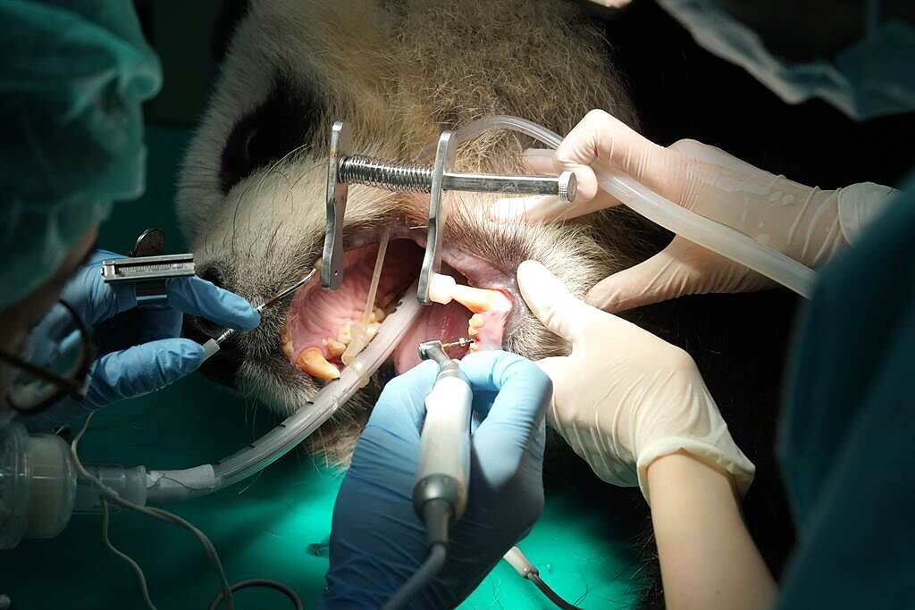 大貓熊「圓仔」看牙醫，治療牙齒斷裂問題。（台北市政府提供／黃婉婷台北傳真）