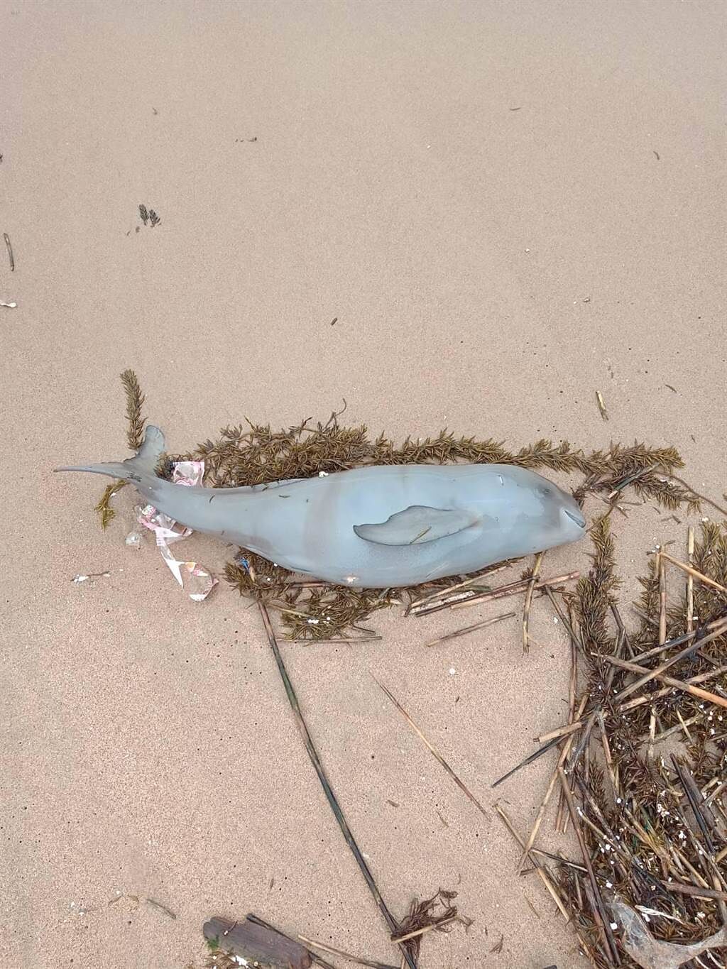 海巡署金馬澎分署第一〇（馬祖）岸巡隊南竿巡邏組人員22日在馬祖南竿復興沙灘發現1隻死亡海豚，為今年發現的第4隻死亡海豚。（海巡署金馬澎分署提供／葉書宏連江報導）
