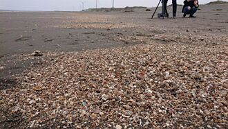 潘忠政：藻礁正受到三接摧殘 沙灘上屍體碎片