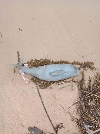 今年第4隻 馬祖南竿復興沙灘再現死亡海豚
