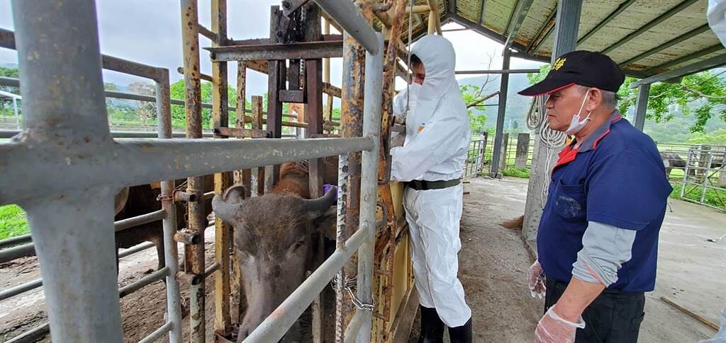 花蓮縣防疫所後續也將配合各牛場運作時間，趕在27日前替全縣所有牛隻施打疫苗。（花蓮縣政府提供／羅亦晽花蓮傳真）