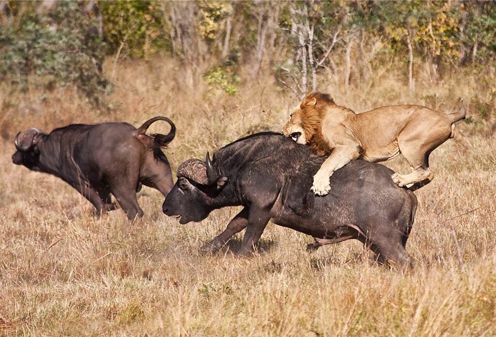 獅子與水牛激戰1小時，雙方最後都精疲力竭，獅子全身是血，狀態比水牛還差，在這一場搏鬥中戰敗。(示意圖/達志影像)