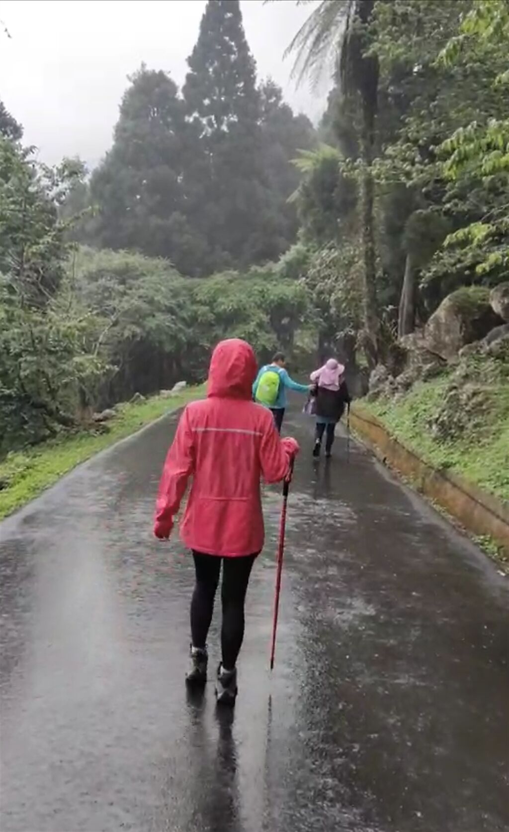 溪頭這場午後雨，讓很多登山客直呼「穿著雨衣登山，感受雨打在雨衣上，感覺太棒了」（楊先生提供／盧金足台中傳真）